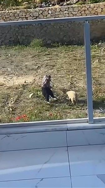Alanya'da 1 tane koyunun içinde bulunduğu manzarayı gören ekipler resmen harekete geçti. 1 tane koyun acilen korumaya alındı - Resim: 1
