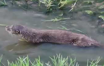 Diyarbakır’da nesli tehlike altındaki yavru su samuru görüntülendi - Resim : 1