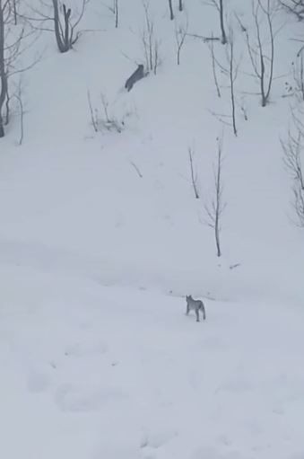 Ardahan'da karlı arazide 2'si birden ortaya çıktı. Gece avlanıp gündüz dinlenen 'ormanın hayaleti' lakaplı nadir canlılar kayda alındı - Resim: 3