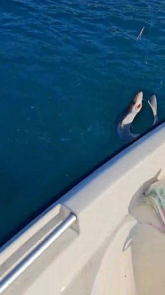 Trabzon'da amatör balıkçıların oltasına takılan balık, üç arkadaşı şoke etti. O balığı hemen denize bıraktılar - Resim: 2