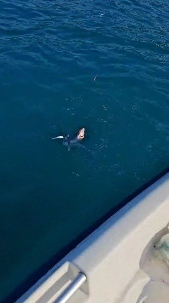 Trabzon'da amatör balıkçıların oltasına takılan balık, üç arkadaşı şoke etti. O balığı hemen denize bıraktılar - Resim: 4