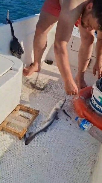 Trabzon'da amatör balıkçıların oltasına takılan balık, üç arkadaşı şoke etti. O balığı hemen denize bıraktılar - Resim: 1