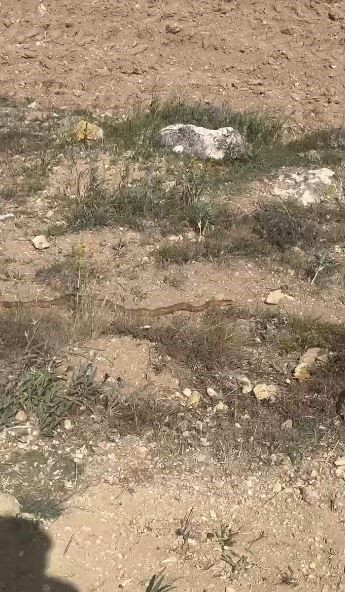 Sivas'ta 300'lerce koyununu otlatmak için araziye çıkaran çoban bir anda çalılıkların arasında 1 tanesini fark etti. Resmen gözleri yerinden fırladı - Resim: 4