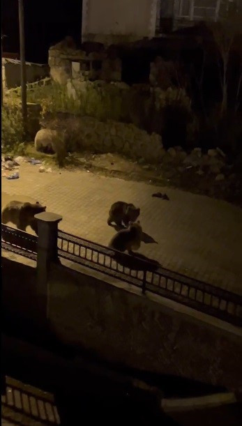 Sarıkamış'ta ayılar sokakları mesken tuttu! Vatandaşın sözleri güldürdü: Hele tipe bak - Resim : 1