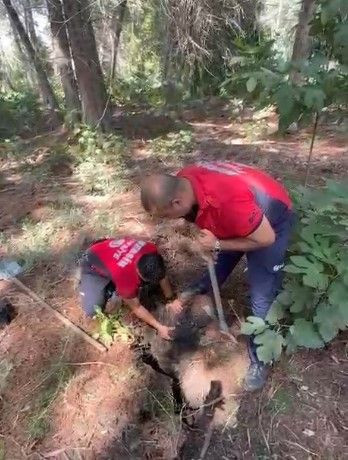 Mersin’in Tarsus ilçesinde 65 günlük yavru köpek çukura düştü, itfaiye ekipleri yarım saatte kurtardı - Resim: 1