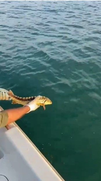 Sakarya'da nadir hayvan ağalara takıldı! Balıkçının yaptığı hareket taktir topladı - Resim: 3