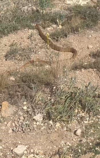 Sivas'ta 300'lerce koyununu otlatmak için araziye çıkaran çoban bir anda çalılıkların arasında 1 tanesini fark etti. Resmen gözleri yerinden fırladı - Resim: 3