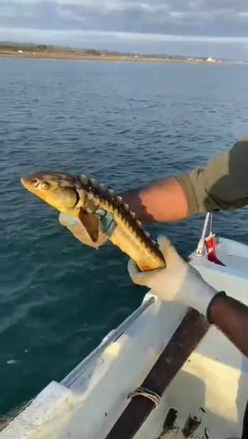 Sakarya'da nadir hayvan ağalara takıldı! Balıkçının yaptığı hareket taktir topladı - Resim: 2