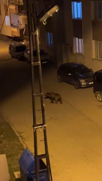 Sivas'ta bir ilçenin kabusu oldu! Gündüz arazide gece ise sokaklarda - Resim: 2