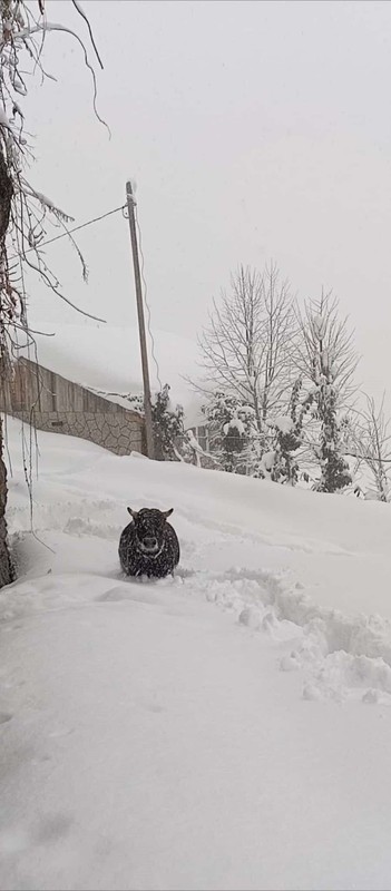 Rize'de 4 derecelik havada beyaz karın üzerinde duran hayvanı gören köylüler hayrete düştü. İpini koparıp kaçmış - Resim: 3