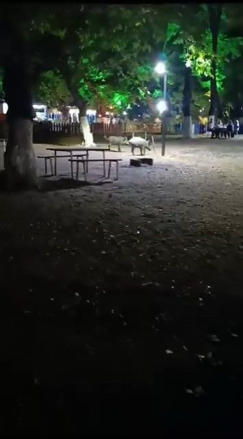 Bursa'da sürü halinde aç kaldılar. Ürkütücü yerde ortaya çıktılar - Resim: 1