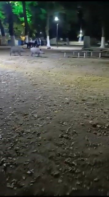 Bursa'da sürü halinde aç kaldılar. Ürkütücü yerde ortaya çıktılar - Resim: 2