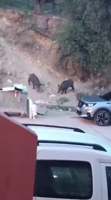 Hatay'da bu kez 2 tanesi çöpleri karıştırdığı ortaya çıktı. 2 tanesini gören vatandaş endişe için çöpün yanında onları çekti - Resim: 1