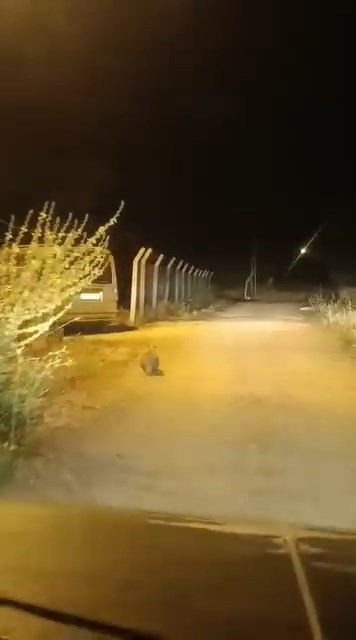 Elazığ’da nesli tehlike altındaki hayvan köy yolunda ortaya çıktı. Bir daha görülmesi çok zor - Resim: 1