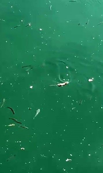 Çanakkale'de balıkçı teknelerinin demirlendiği  yerde 1 tanesi aniden suda ortaya çıktı. Kara hayvanı gözüne kestirdiği avını hedefine aldı - Resim: 2
