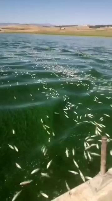 Kahramanmaraş’ta 10.000'lercesi su yüzeyini kapladı! Ortaya çıkan manzara korkuttu - Resim: 1