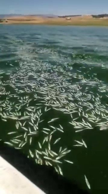 Kahramanmaraş’ta 10.000'lercesi su yüzeyini kapladı! Ortaya çıkan manzara korkuttu - Resim: 2