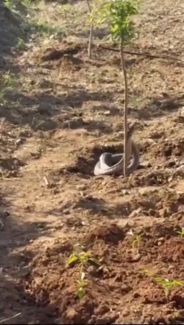Elazığ'da traktörüyle birlikte tarla süren vatandaşın 10 dönümlük tarlasında bir anda karşısına çıktı. Boyu 2 metreye kadar vardı - Resim: 4