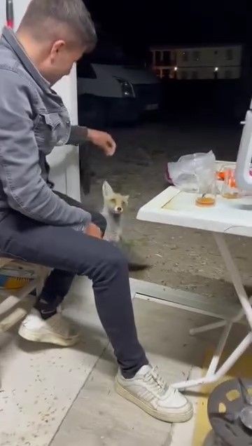 Niğde'de yukarılarda yiyecek bulamayan tehlikeli hayvan köye kadar indi. Vatandaşlar korkmadan onu besledi - Resim: 3