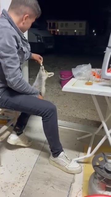 Niğde'de yukarılarda yiyecek bulamayan tehlikeli hayvan köye kadar indi. Vatandaşlar korkmadan onu besledi - Resim: 2