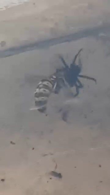Elazığ’da doğanın vahşi gerçeği görüntülendi! Korkunç hayvan, 1 tane avını gözüne kestirdikten sonra böyle avladı - Resim: 2