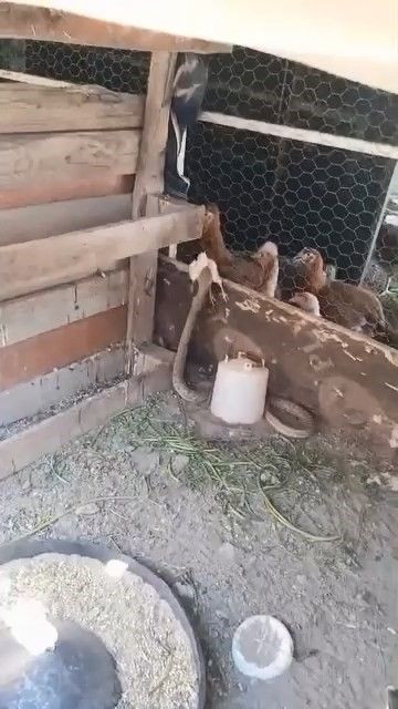 Kümesin içindeki karmaşa bir cana mal oldu. O anlar kameralara yansıdı, o hayvan hızla uzaklaştı - Resim: 2