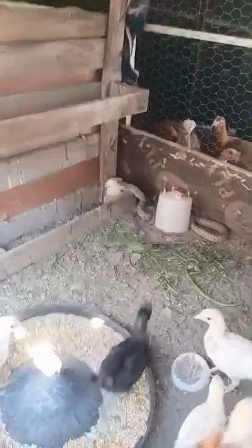 Kümesin içindeki karmaşa bir cana mal oldu. O anlar kameralara yansıdı, o hayvan hızla uzaklaştı - Resim: 1