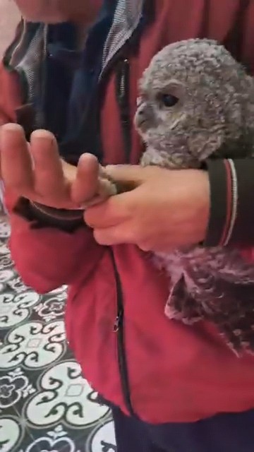 Bursa'da ağaçtaki yuvasından düşen yavruya mahalle sakini sahip çıktı. Kasaba götürüp etle besledi - Resim : 2