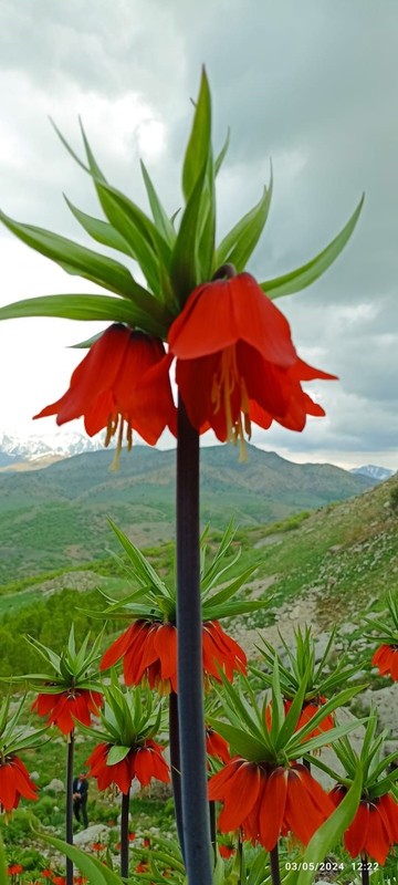 Elazığ, Erzincan, Erzurum, Malatya, Tunceli, Kars, Iğdır, Ardahan, Van, Bingöl'de karşınıza çıkabilir! Dokunan 557.000'i gözden çıkarsın - Resim: 3