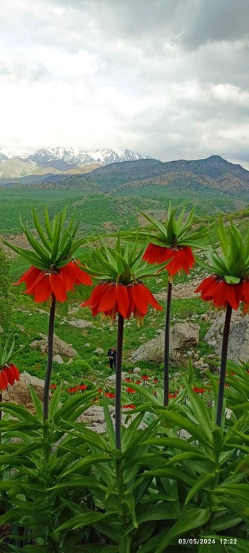 Elazığ, Erzincan, Erzurum, Malatya, Tunceli, Kars, Iğdır, Ardahan, Van, Bingöl'de karşınıza çıkabilir! Dokunan 557.000'i gözden çıkarsın - Resim: 1