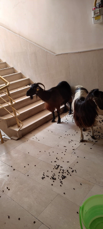 Muş'ta sıcaktan bunalan iki keçi apartmana girdi, çıkmak istemeyince asansörle indirildi - Resim: 3