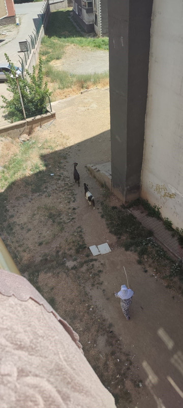 Muş'ta sıcaktan bunalan iki keçi apartmana girdi, çıkmak istemeyince asansörle indirildi - Resim: 2