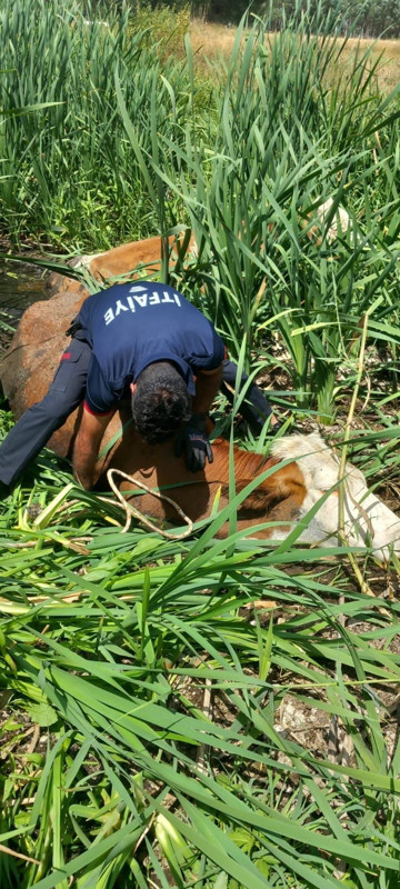 Muş’ta bataklığa saplanan 2 büyükbaş hayvan itfaiye ekiplerince kurtarıldı - Resim: 1