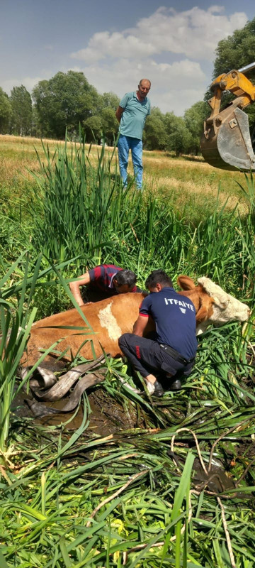 Muş’ta bataklığa saplanan 2 büyükbaş hayvan itfaiye ekiplerince kurtarıldı - Resim: 3