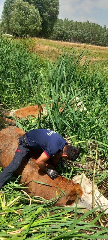 Muş’ta bataklığa saplanan 2 büyükbaş hayvan itfaiye ekiplerince kurtarıldı - Resim: 2