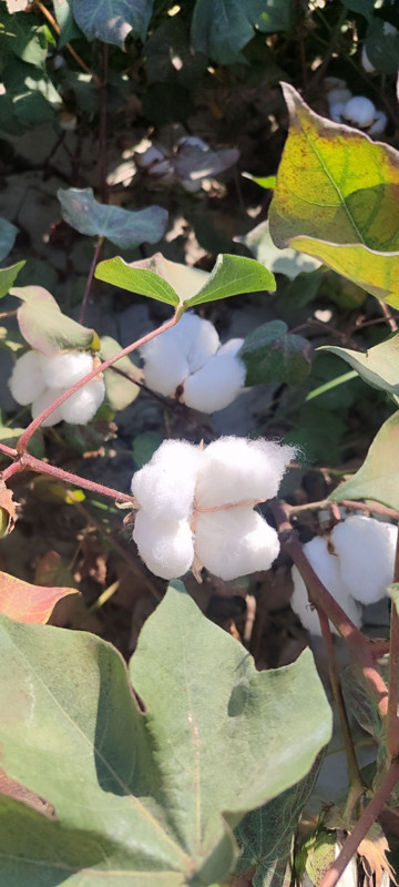 Aydın pamuk tarlalarında yapılan kontrollerde zararlı yoğunluğuna rastlanmadı - Resim: 2