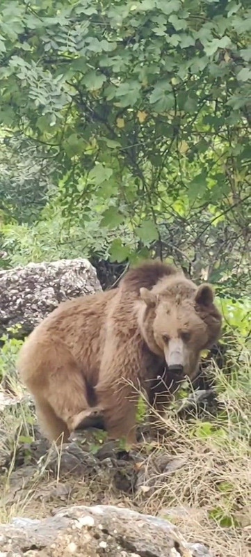 Munzur Vadisi’nde su arayan dağ keçileri, yiyecek peşindeki ayı ailesi objektiflere yansıdı - Resim: 3