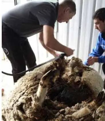 3 yıl boyunca doğada tek başına kaybolan koyun, 3 yıl sonra geri döndü. Resmi ekipler koyuna doğru bakınca gördüğü manzara ile resmen hayrete bindi - Resim: 5