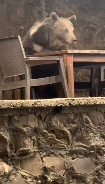 Masaya oturdu, servis bekledi! Lokantaya giren ayı herkesi hayrete düşürdü - Resim : 2
