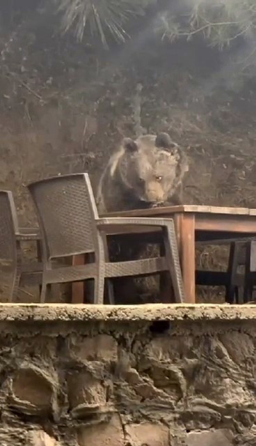 Masaya oturdu, servis bekledi! Lokantaya giren ayı herkesi hayrete düşürdü - Resim : 3