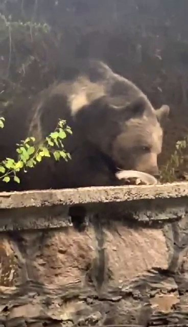 Masaya oturdu, servis bekledi! Lokantaya giren ayı herkesi hayrete düşürdü - Resim : 1