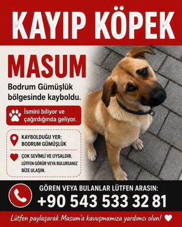 Ünlü şarkıcı Tan Taşçı'dan yardım çağrısı: "Lütfen bize haber verin" - Resim: 4