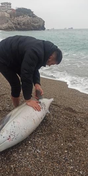 Zonguldak'ta balık tutmak için sahile giden madenci fark etti. Ölü halde kıyıya vurunca inceleme başlatıldı - Resim : 1