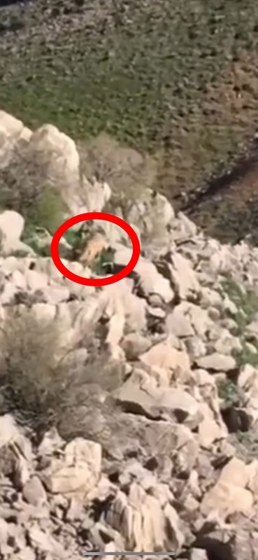 Dünyada hiçbir yerde bulunamıyordu Türkiye'de aniden ortaya çıktı. Şanslı bir vatandaş görüntülendi. Hala Türkiye'de - Resim: 5