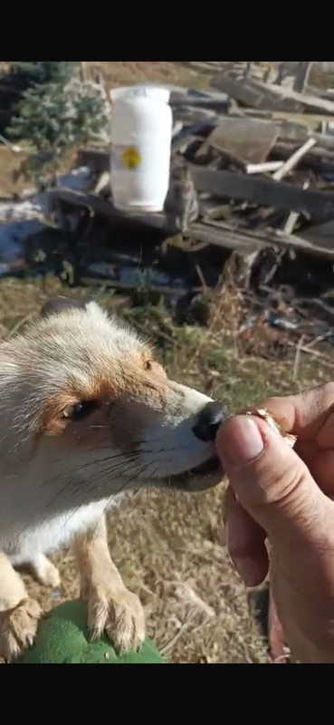 Bayburt'ta vahşi hayvanı her gün kapısının önüne kadar geliyor. Onu elleri bile titremeden besliyor! - Resim: 4