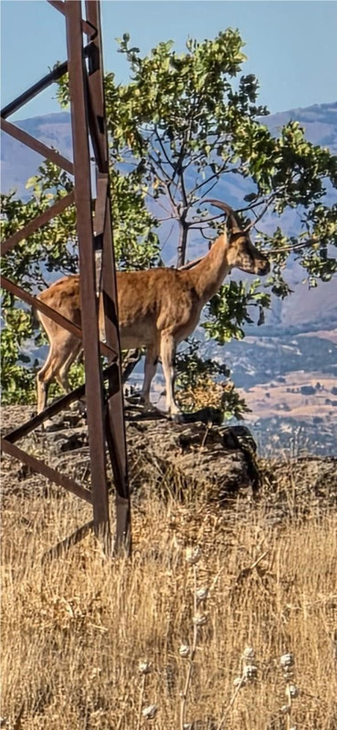 Elazığ'da nesli tehlike altındaki hayvanlar sarp yamaçlarda görüntülendi! O anlar kayda alındı - Resim: 2