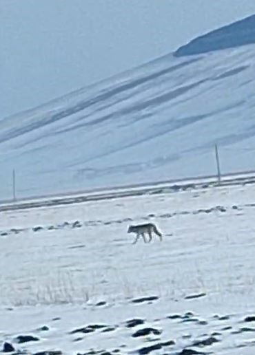 Ardahan'da -9 derecede müthiş kar manzarasının üzerinde ortaya çıkan hayvanın hareketi görenleri dondurdu. Leşi kapıp bölgeden ayrıldı - Resim: 2