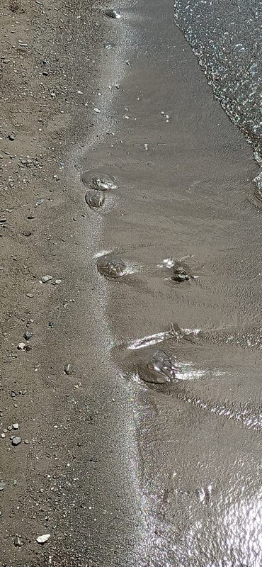 Marmara'da her şey bitti, şimdi de bu başladı... Balıkesir ve Bursa'da hep birlikte büyük istilaya geçtiler. Her tarafa yayılıyorlar - Resim: 3