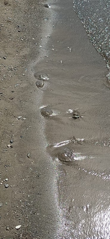 Marmara'da her şey bitti, şimdi de bu başladı... Balıkesir ve Bursa'da hep birlikte büyük istilaya geçtiler. Her tarafa yayılıyorlar - Resim: 3