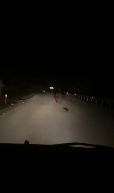Karabük'te gece vakti 1 tanesi aracın önünde aniden belirdi. Sürücü hemen kayda aldı - Resim : 1